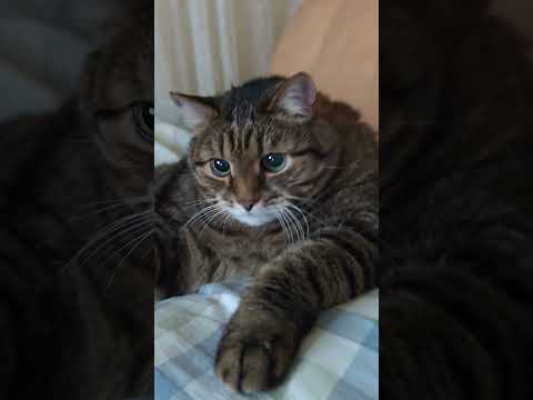 День рождения 🎂🤝🙀🤣 #cat #кот #юмор #котушка #приколы #цитаты #смех