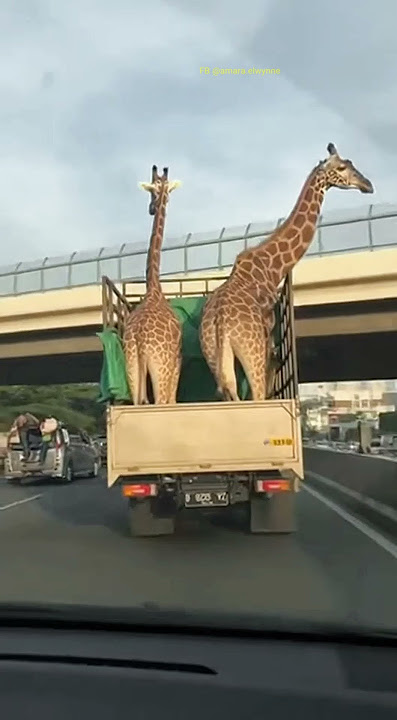 Download lagu Thats oucchhhh!! Kena tempeleng