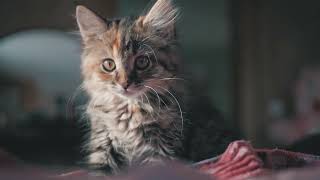 Instantly Soothe Anxious Cat with Purring Sounds 🎵 Music for Nervous Cats, Cat Music Therapy by ChiliPaws Pets 1,694 views 3 weeks ago 10 hours