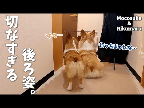 このお別れの瞬間が切な過ぎます。「一緒にいくよっ!」