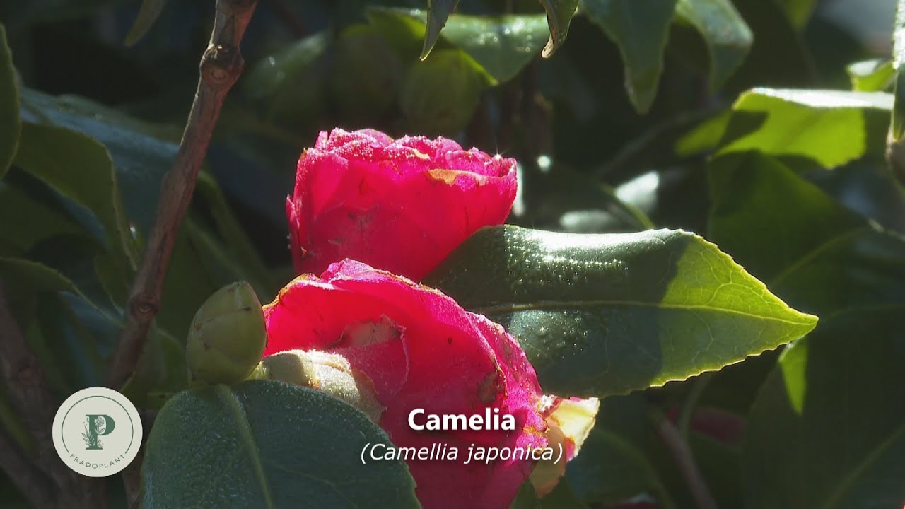 La Camelia Japónica, características y cuidados