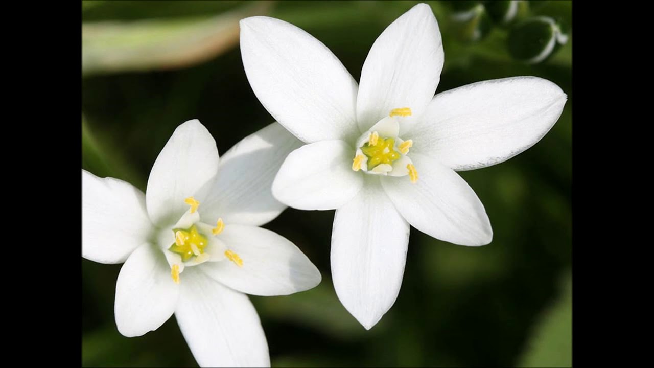 Florais de Bach Star of Bethlehem YouTube Florais de Bach Star of Bethlehem YouTube