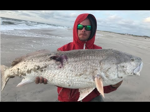 the-4-day-hunt-for-big-red-drum!-surf-fishing
