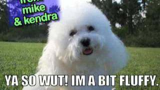 Ultra Kawaii - Where Your Pets Are The Stars