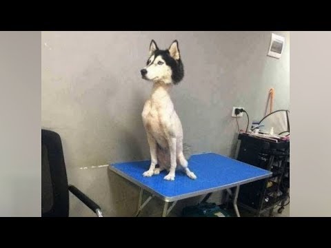 Video: Linksma nuotrauka iš akimirkos, kai šuo bando sugauti gydymą, tu garsiai šauksis