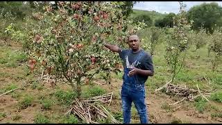 how best the wambuguapple can do after 2 to 3 years of planting