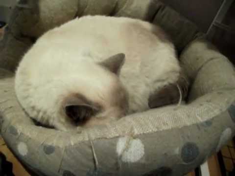 Lilac Tortoiseshell Colourpoint British Shorthair Youtube