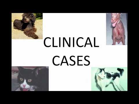 वीडियो: कुत्तों और बिल्लियों में थायराइड रोग