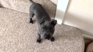 Staffy Speak by grj131082 364,850 views 8 years ago 1 minute, 32 seconds