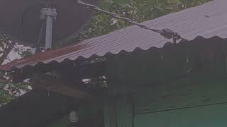 Thunderstorms & Heavy Rain: The Rhythmic Dance of Raindrops on a Tin Roof