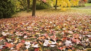 Mow, Don't Rake, Those Leaves! | Southern Living