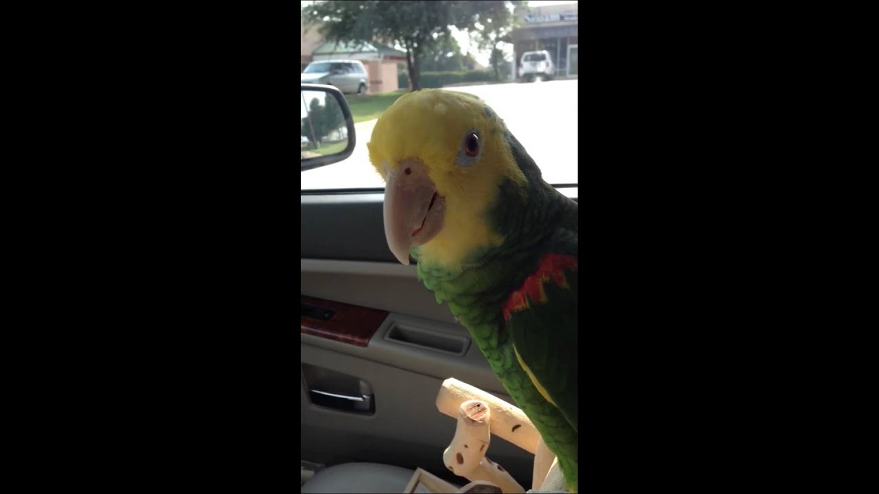 Amazon Bird Rides In Car Talking YouTube