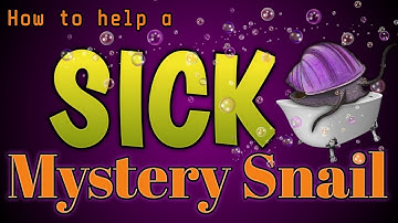 How to Help a SICK Mystery Snail - The Only Medicine