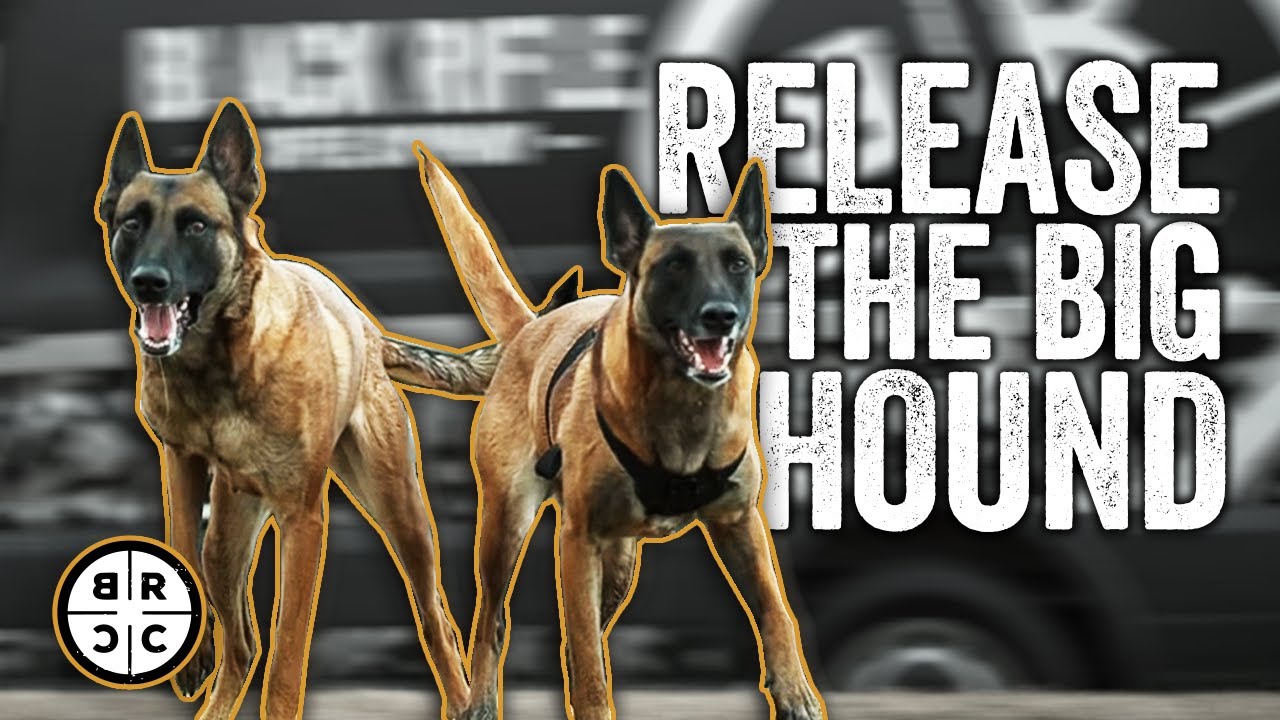Man's Best Friend: Belgian Malinois in Ultra Slow Mo