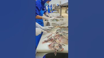 Tilapia Fillet with Skin on Trimming Process#fishprocessing #machine