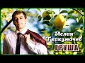 Аслан Тхакумачев - Груша | Шансон Юга