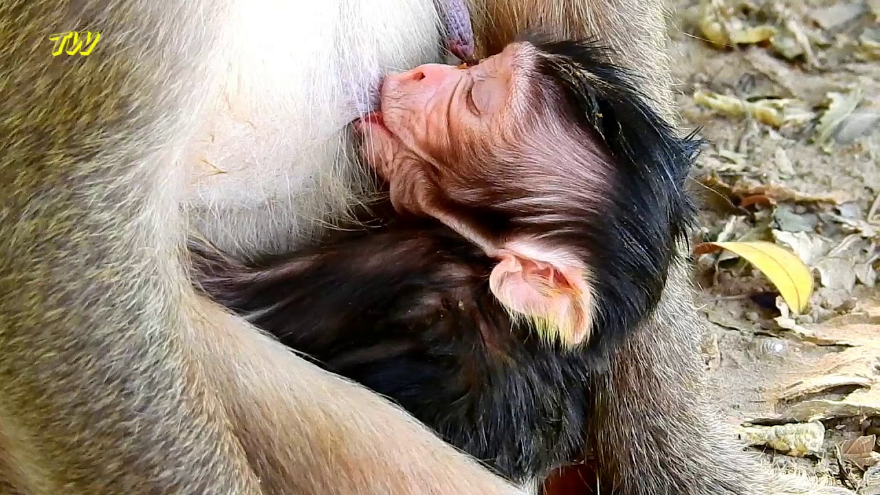 petco hours Congrats! Newborn monkey Mandela Vs Mom Milta / Milta just delivered new infant