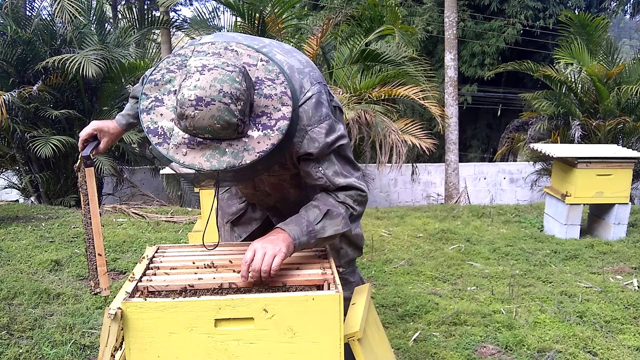 Apicultura 🐝 Alimentação estimulante, desenvolvimento das abelhas
