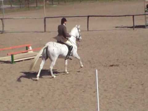 Working Equitation