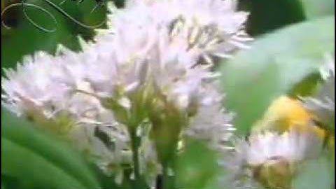 تلاوة من سورة نوح للشيخ ناصر القطامي