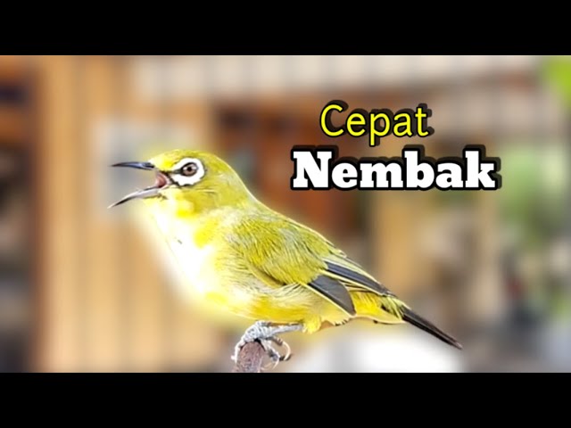 Pancingan Pleci Cepat Nembak Tambah Gacor class=