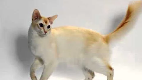 Video 87731: shorthair siamese, shorthair cat, colorpoint shorthair, shorthair color, pointed cat