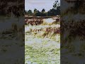Kangaroos boxing in tall grass  running nature wildlife shorts viral trending subscribe