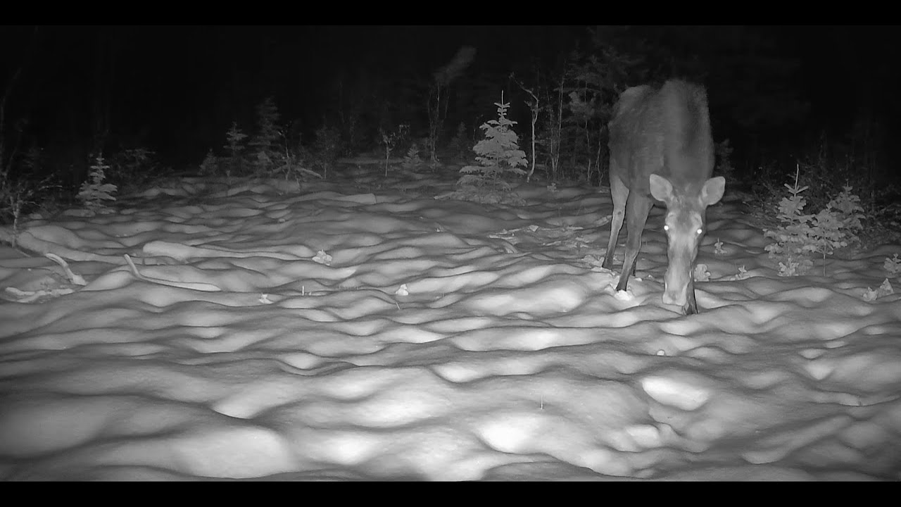 Trail Camera Video – Jan 24, 2026