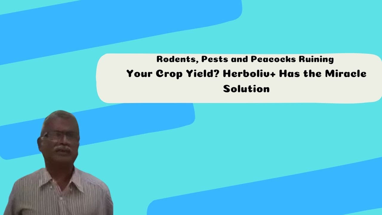Herboliv+: Farming Miracle for Rodent, Pest, Peacock and improve yield in Paddy Fields
