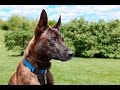 What to expect when starting a formal dog training program! What to expect when starting a formal dog training program!