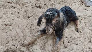 Pebbles Having Babies! WARNING... GRAPHIC! Viewer Discretion Advised Net Worth