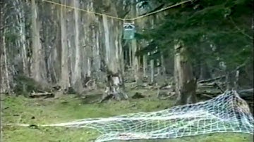 Deer capture by Ace Capture baited suspended net gun