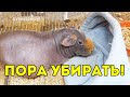 СТИРАЮ ЛЕЖАНКИ МОРСКИХ СВИНОК. Уборка у питомцев. SvinkiShow