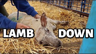 LAMB DOWN!! …helping a down lamb, fixing broken tile, finishing corn and addressing a comment.