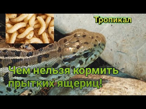 Чем нельзя кормить прытких ящериц! Прыткие ящерицы. содержание прытких ящериц