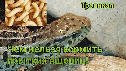 Чем нельзя кормить прытких ящериц! Прыткие ящерицы. содержание прытких ящериц