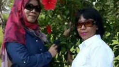 Baju Merah Jambu - Jamal Mirdad  - Durasi: 3:53. 