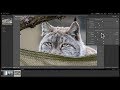 Mastering Lightroom Classic CC - 18: Sharpening & Noise Reduction