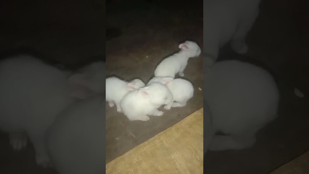 rabbit children khargosh quit 