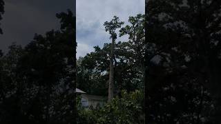 #jesuslovesyou #arborist #chainsaw #tree #shorts #viral #stihl #echo