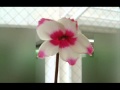 「Best of my love」(杉真理)を歌ってみました
