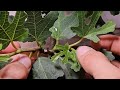 How to bonsai a turkey fig tree with gizzy green fingers
