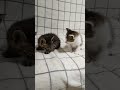 ひっくり返しちゃだめですよ😺 #cat #kitten #kitten #子ネコ #好きな子猫 #猫のいる暮らし #cute #gatto #子猫 #kitty #animals #保護猫