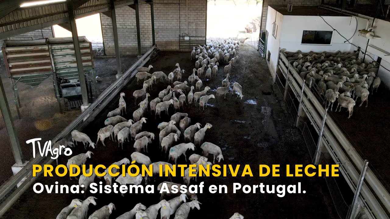 Producción Intensiva de Leche Ovina: Sistema Assaf en Portugal  - TvAgro por Juan Gonzalo Angel