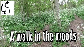 A walk in the woods with my grandson