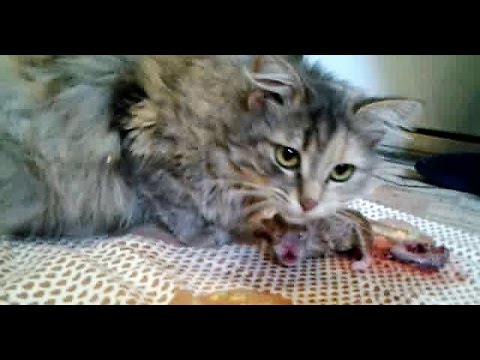 Βίντεο: Κολπική απόρριψη σε γάτες
