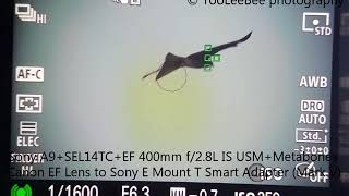 Sony A9+SEL14TC+EF 400mm F/2,8 L IS USM
