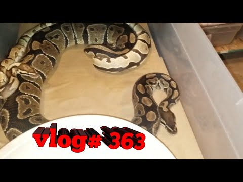 pythons for sale Breeding Ball Pythons. :)