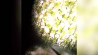 Elodea cell experiment for biology
