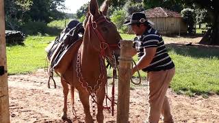 🛡mostrando um pouco da minha traia de arreio aos amigos.🌞part 1.....